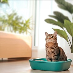 Collection image for: Arenas