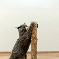 Collection image for: Rascadores