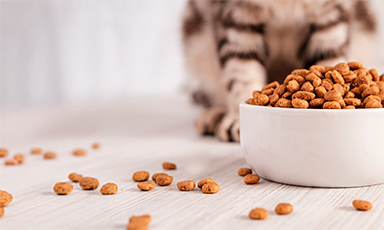 <h1>Alimentos para gatos</h1>